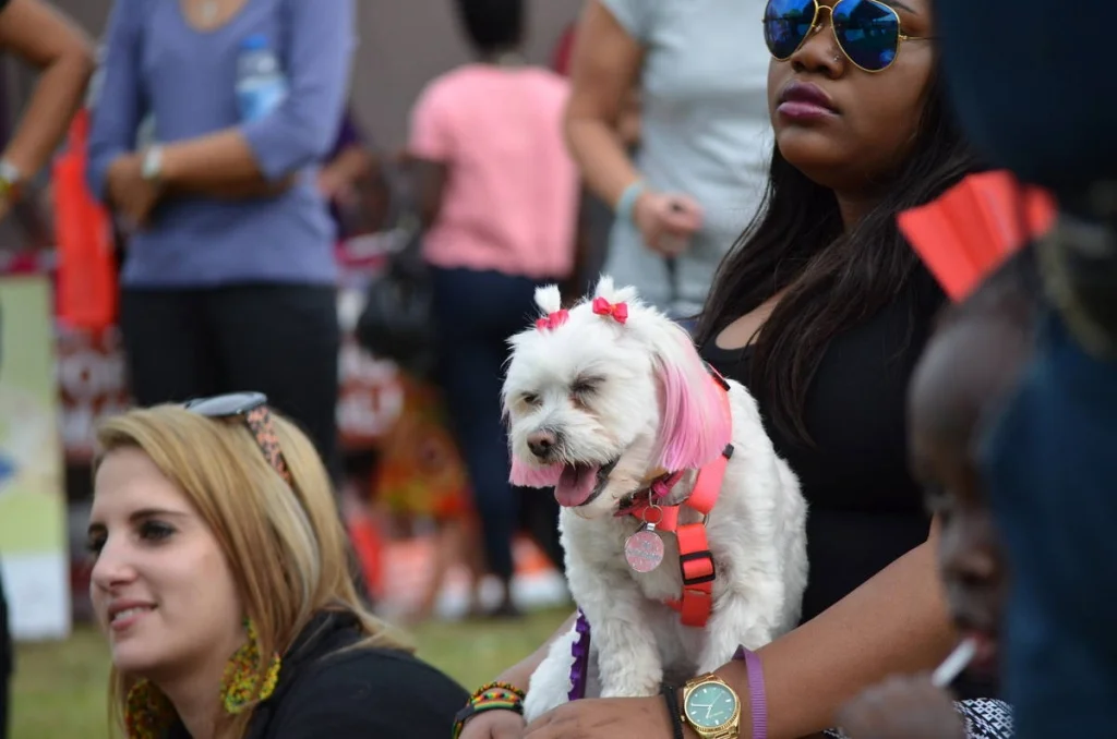 A pink-dyed dog at an African cultural festival. At some point you stop asking questions and just make the photograph.