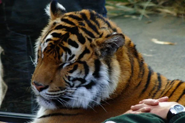 A tiger cub with its chin resting on a handler's wrist. It was almost asleep. The handler was not.