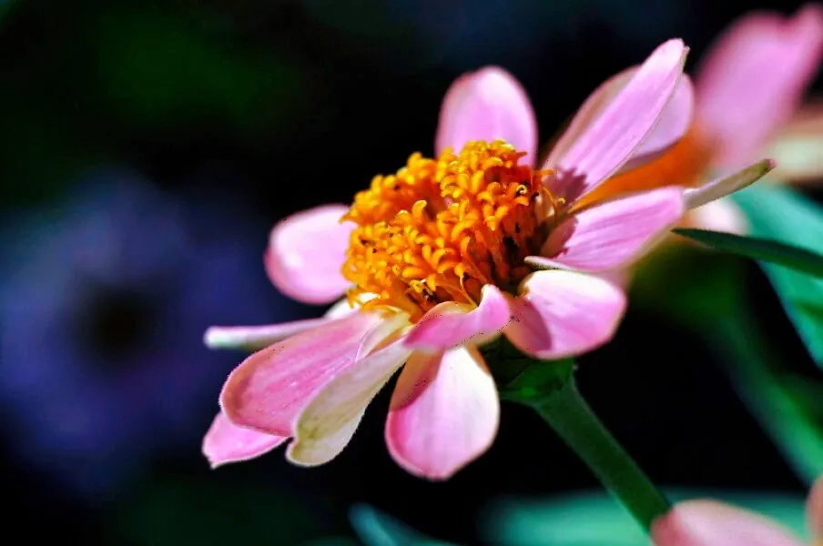 Nature photography by Chris Harvey