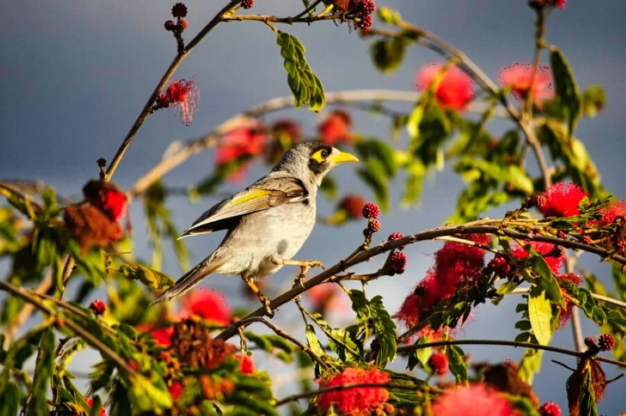 Nature photography by Chris Harvey