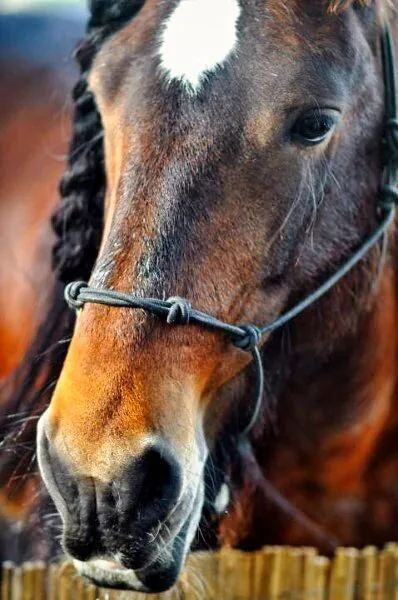 Nature photography by Chris Harvey