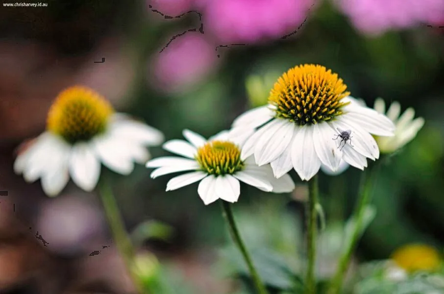 Nature photography by Chris Harvey