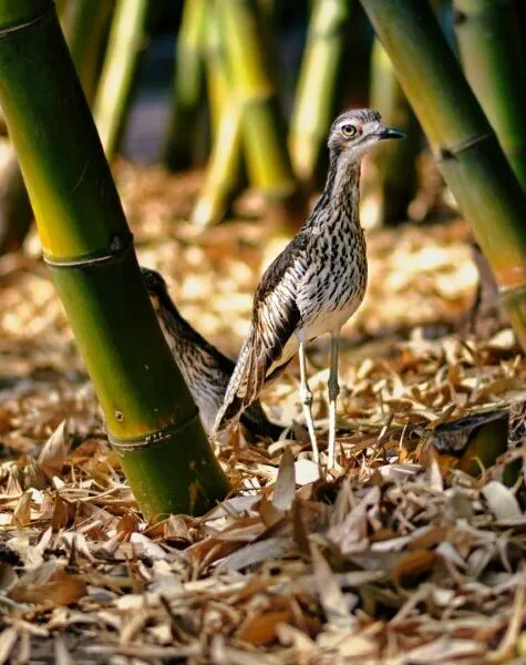 Nature photography by Chris Harvey