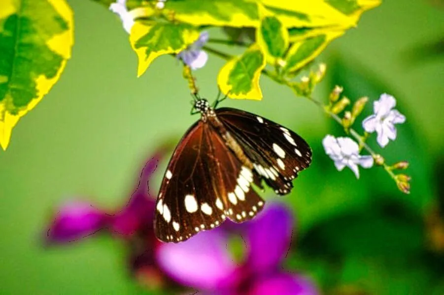 Nature photography by Chris Harvey