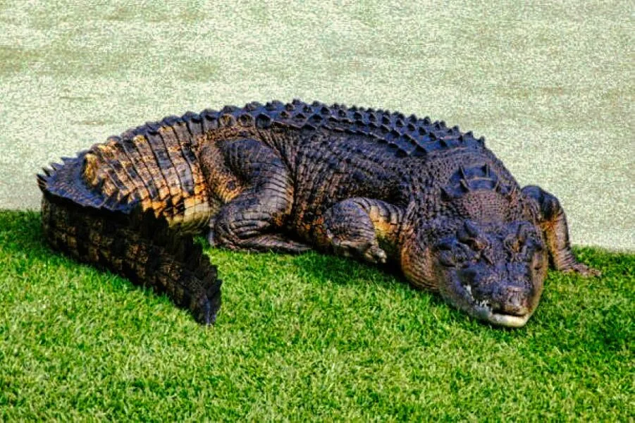 Nature photography by Chris Harvey