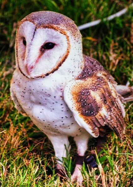 Nature photography by Chris Harvey