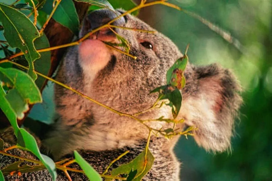 Nature photography by Chris Harvey