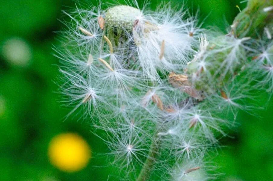 Nature photography by Chris Harvey