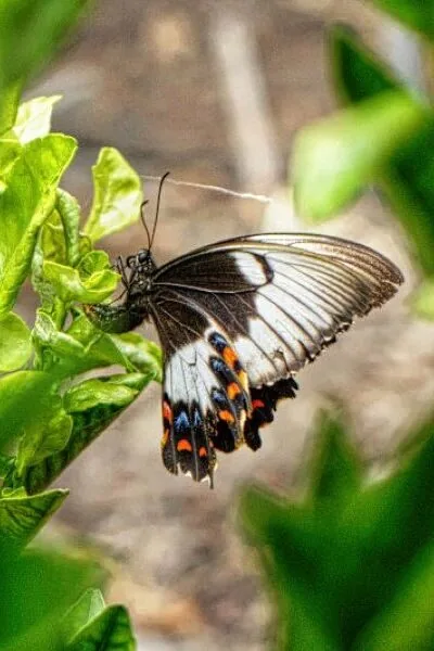 Nature photography by Chris Harvey