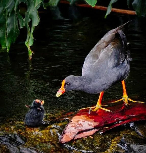 Nature photography by Chris Harvey