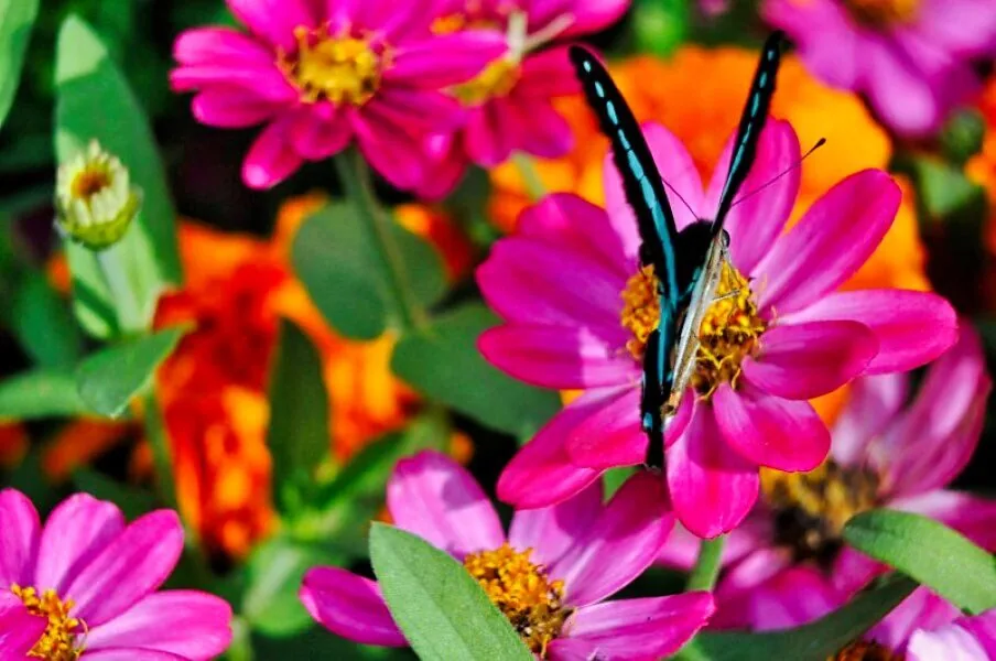 Nature photography by Chris Harvey