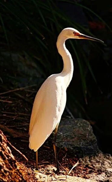 Nature photography by Chris Harvey