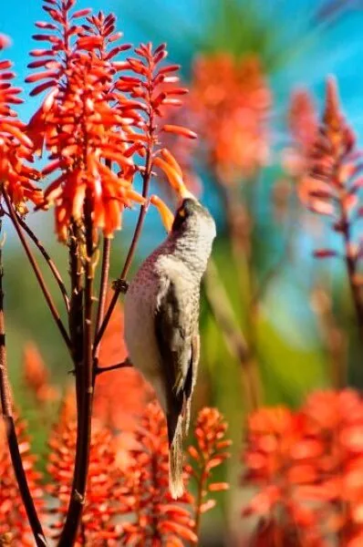 Nature photography by Chris Harvey