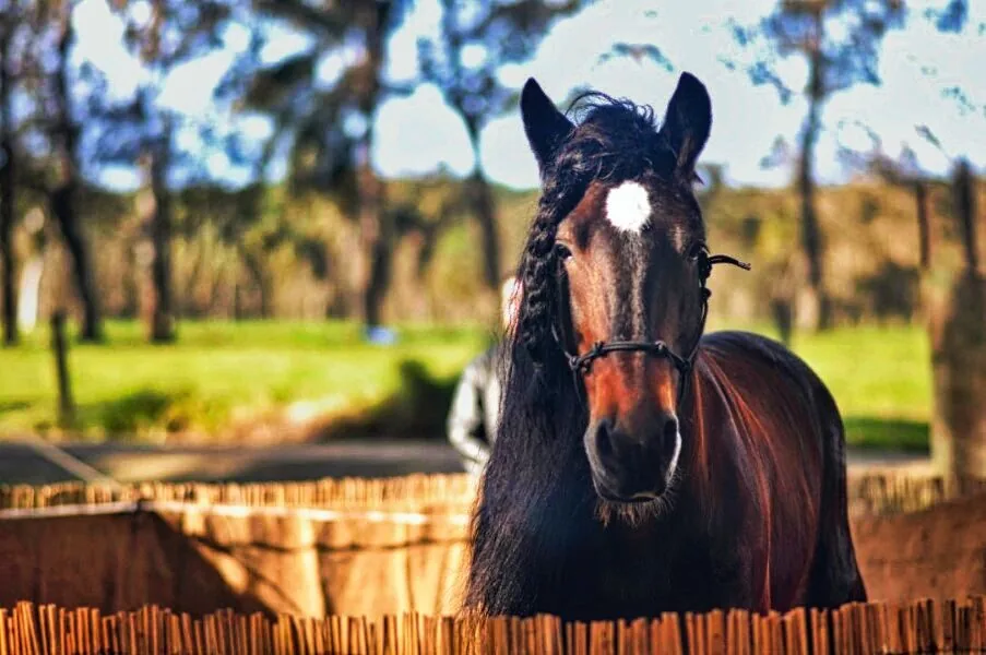 Nature photography by Chris Harvey