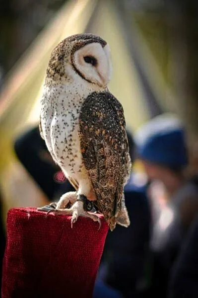 Nature photography by Chris Harvey