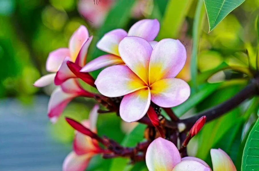 Nature photography by Chris Harvey