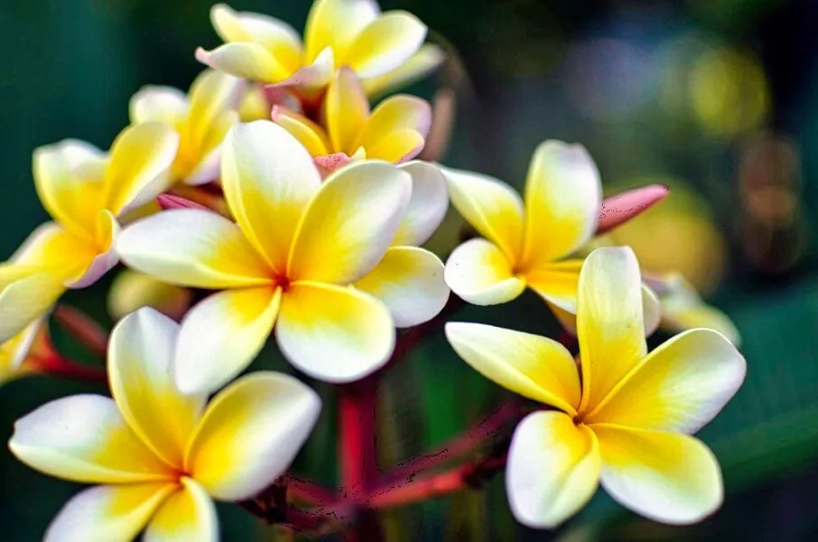 Nature photography by Chris Harvey