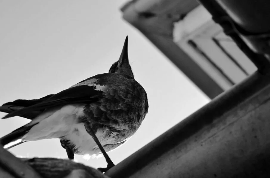 Nature photography by Chris Harvey