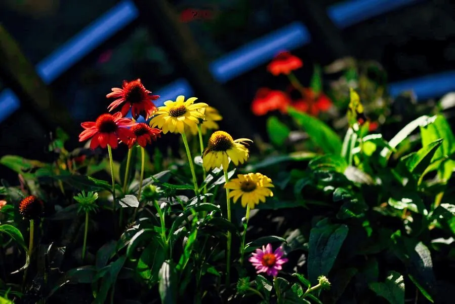 Nature photography by Chris Harvey