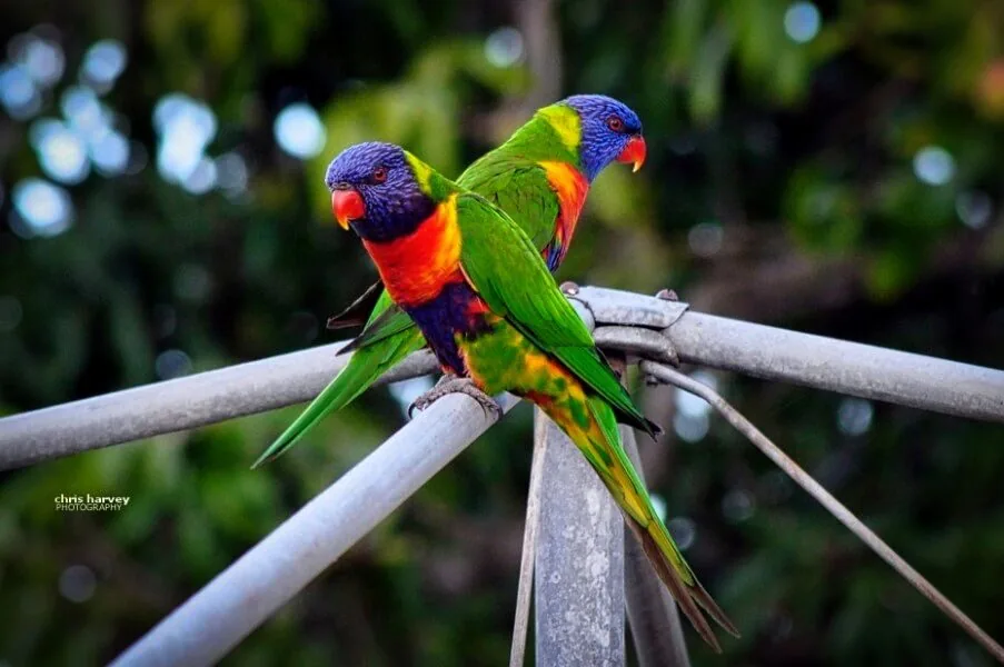 Nature photography by Chris Harvey