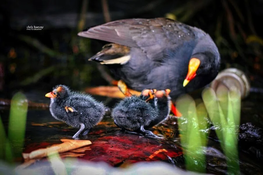 Nature photography by Chris Harvey