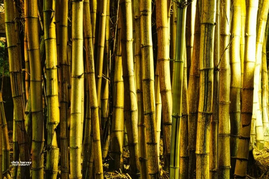 Nature photography by Chris Harvey