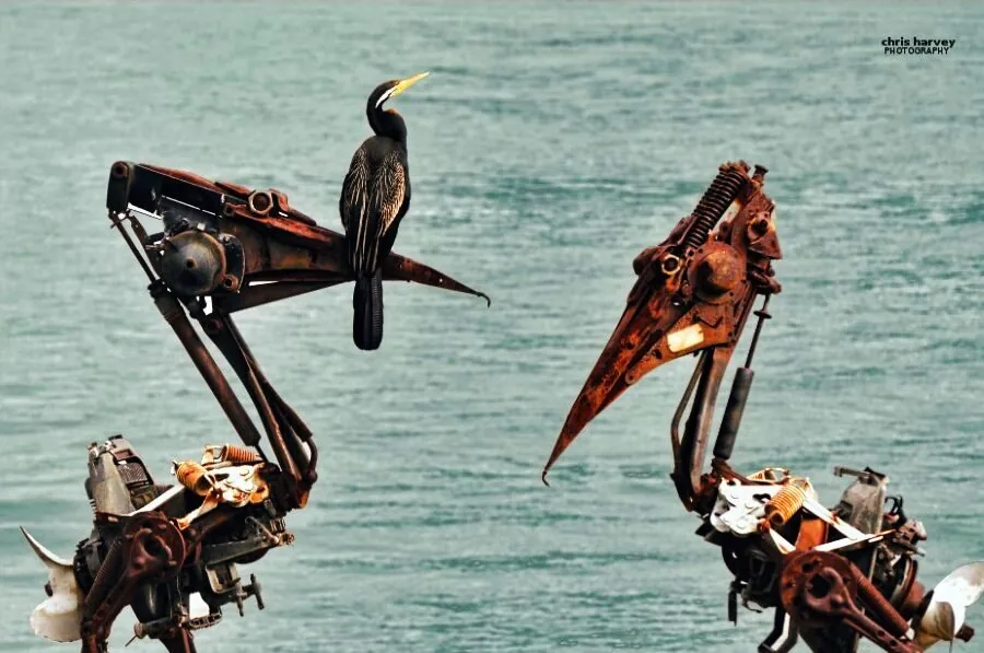 Nature photography by Chris Harvey