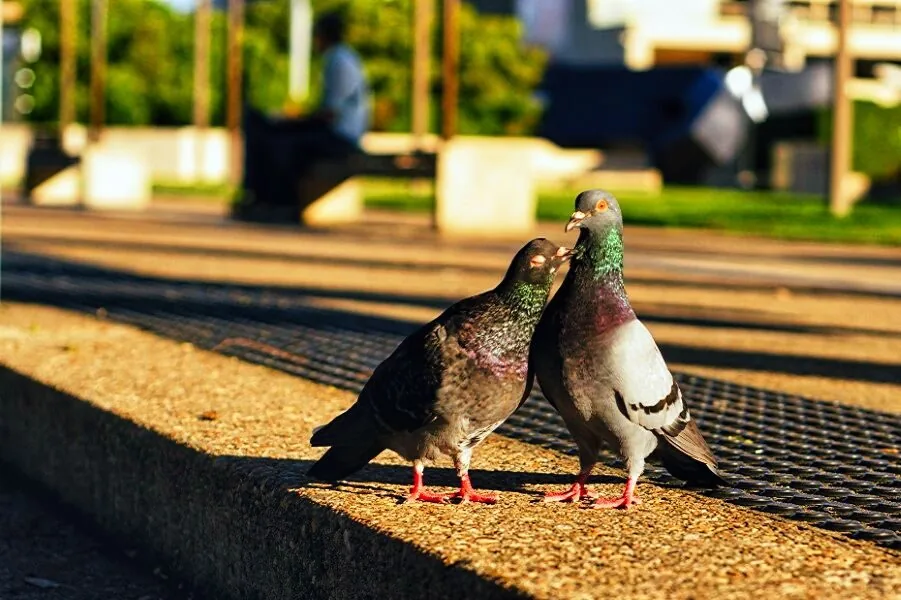 Nature photography by Chris Harvey