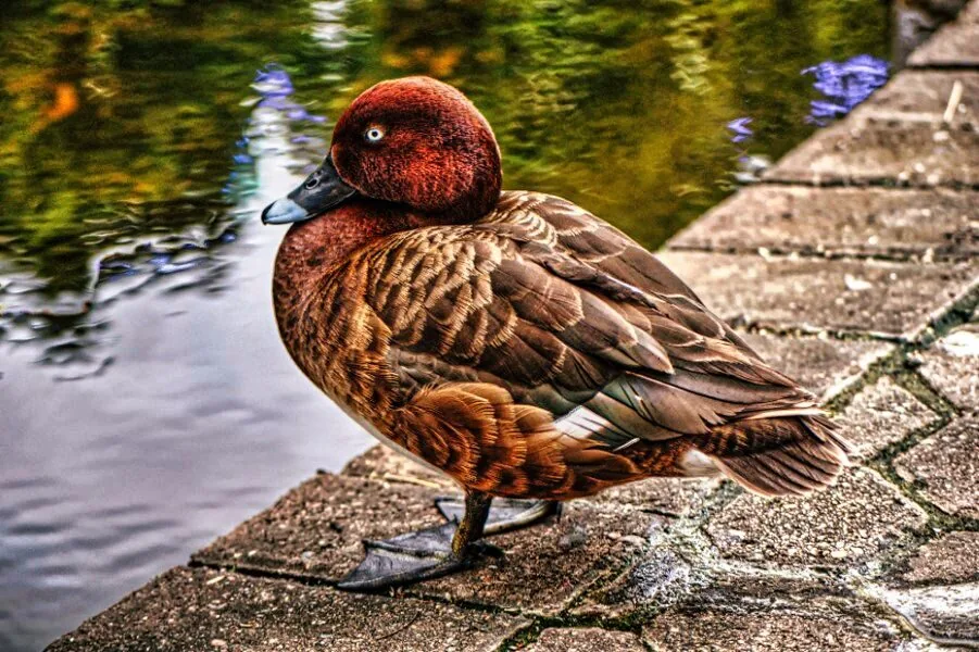 Nature photography by Chris Harvey