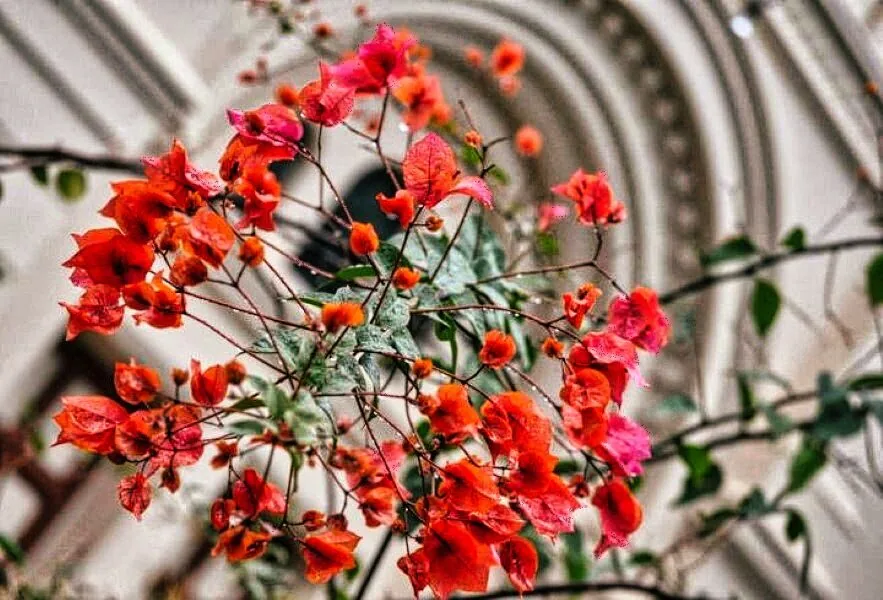 Nature photography by Chris Harvey