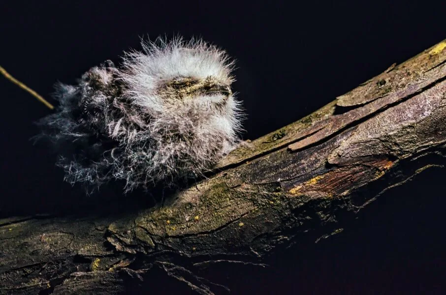 Nature photography by Chris Harvey