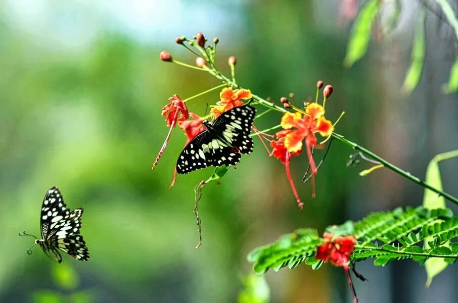 Nature photography by Chris Harvey