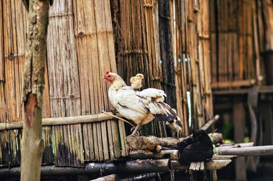 Nature photography by Chris Harvey