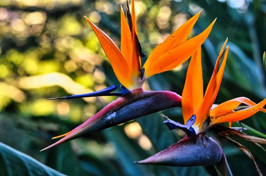 Nature photography by Chris Harvey