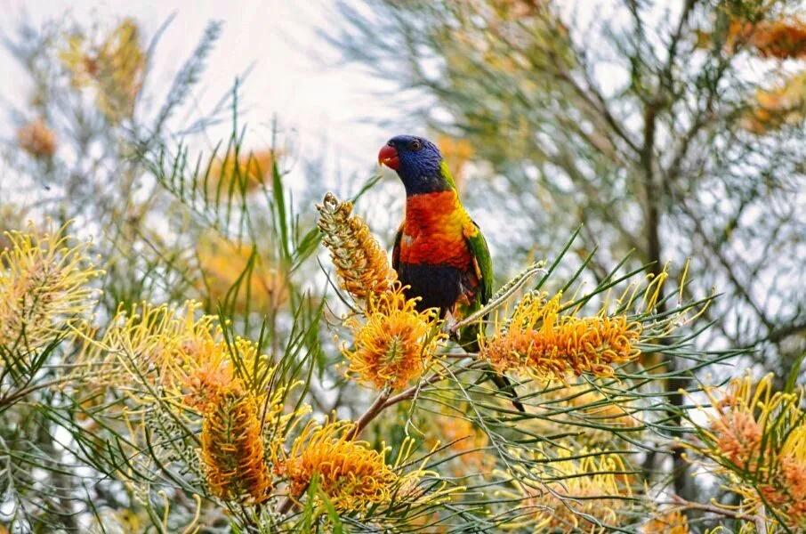 Nature photography by Chris Harvey