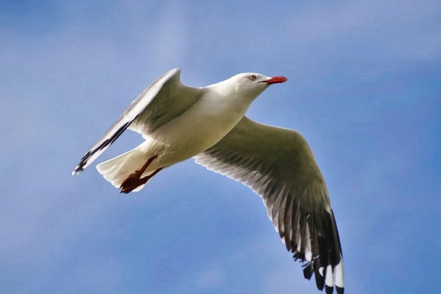 Nature photography by Chris Harvey