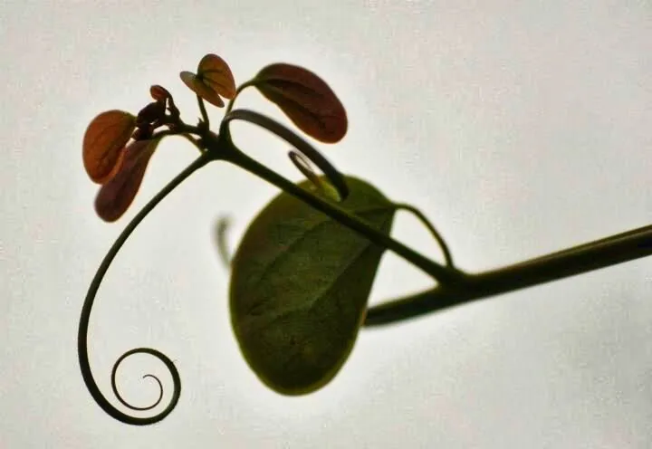 Nature photography by Chris Harvey